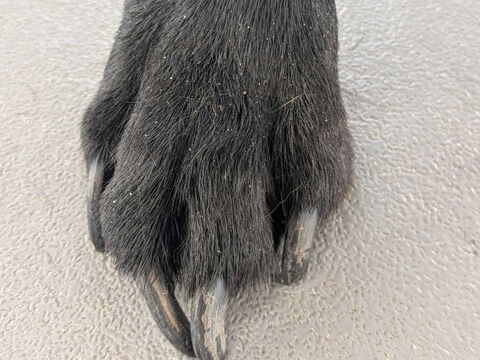 lange Hundekrallen